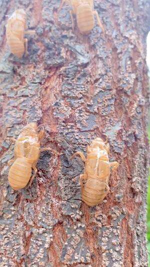 Nemu lungsuran Tonggere bossku 😁