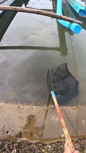 menyerok udang kecil #udang #nelayan #laut #jaring #ikan #fbpro #reels #reelsviral #duniaikan #skils #fyp #trending