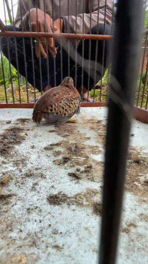 Mikat burung pipit sawah