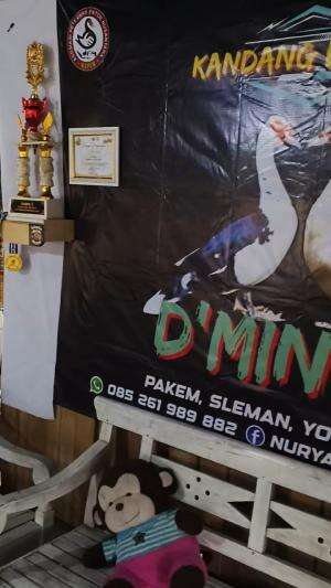 Silaturahmi ke Kandang Limasan Pakem Sleman Yogyakarta. Sukses selalu para peternak muda #peternakmuda #menthokjumbo #muscovyduck