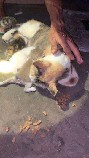 Kucingku  sekarang  mimik sama neneknya