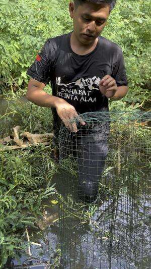 Ikan indosiar