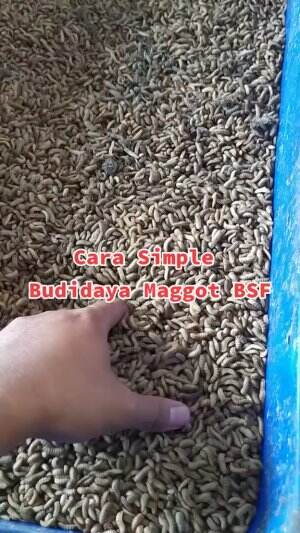 #maggot 