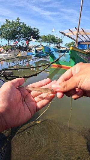 mancing jaman dulu #udang #nelayan #laut #jaring #ikan #fbpro #reels #reelsviral #duniaikan #skils #fyp #trending