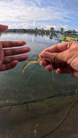 segampang itu #udang #nelayan #laut #jaring #ikan #fbpro #reels #reelsviral #duniaikan #skils #fyp #trending