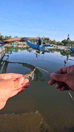 udang lagi berjemur #mancing #fishing #shrimp #udang #nelayan #laut #jaring #ikan #reelsviral #animals #skill #fyp #trending