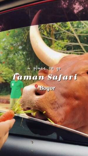 A day in Taman Safari Bogor 🥰  #tamansafari  #zoo  #jalanjalantraveling  #Solo Explorer  #Viral  #fyp 