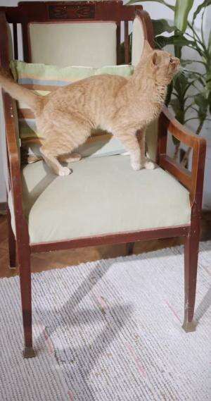 “Kucing takut timun? Bukan karena benci sayur, tapi karena… mirip ular! 🐍😹 Jangan jahil ya, kasihan kucingnya bisa stres~”
📌 Fakta unik hari