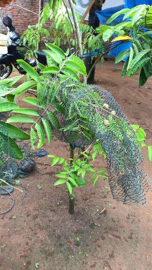 pohon kelengkeng pendek tapi sudah berbuah  #trending 