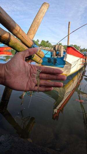 cara mancing udang pake cara tradisional