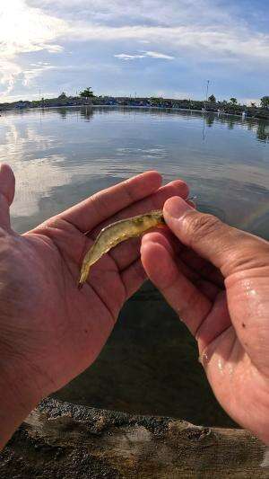 menangkap udang dengan cara tradisional #fishing #traditional #usa #usareels #UnitedStates #unitedkingdom #denmark #canada