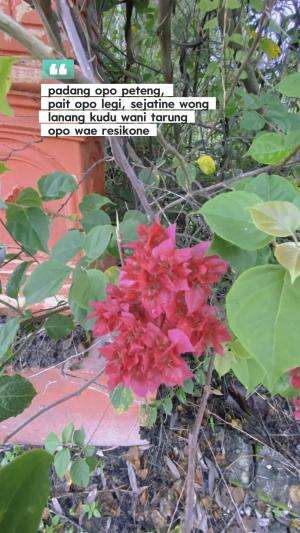 Padang opo peteng, pait opo legi, sejatine urip iku kudu wani tarung men ngerti nikmate neng duwur #quotes  #motivasi #semangat #gigih #suks