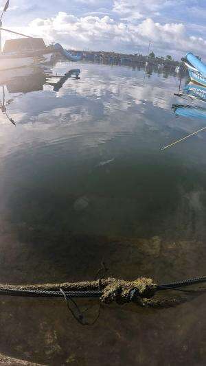 cara menangkap udang dengan cara super cepat