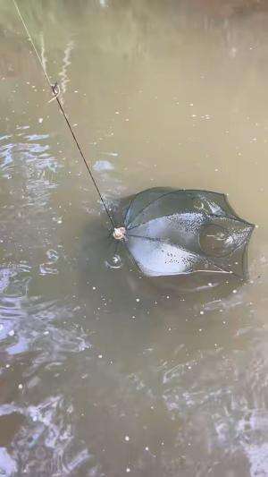 Panen ribuan ikan cuma pakai bubu payung 