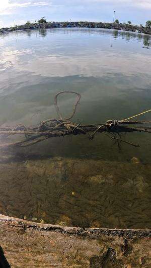 ada ratusan udang #udang #nelayan #laut #jaring #ikan #fbpro #reels #reelsviral #duniaikan #skils #fyp #trending