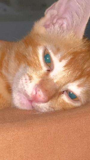 My cat