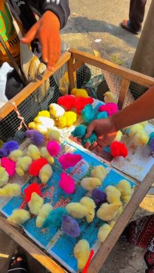 Nekat pelihara ayam dua ribuan 
