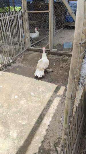 Postur postur oke bolo #peternakmuda #menthokjumbo #muscovyduck