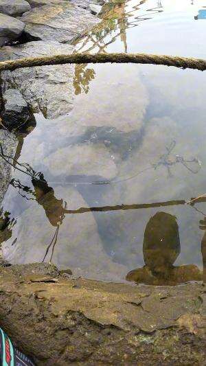 catch sea shrimp easily #fishing #shrimp #fish #sea #traditional #usareels #UnitedStates #reelsviral #skils #fyp #trending