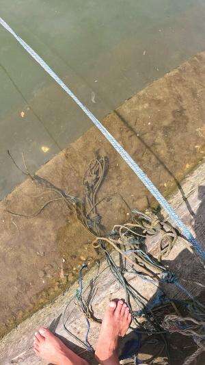 banyak udang di pinggiran #usa #usareels #newyork #germany #fyp #australia #luksemburg #ingris #belanda #skils #shrimp #fisherman #selandiab