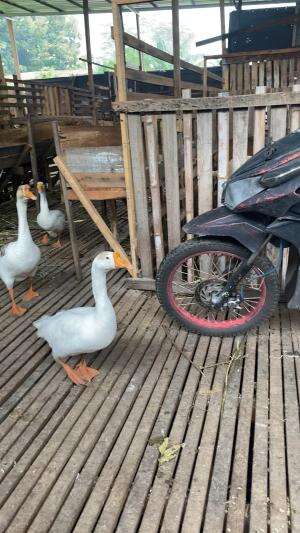 Nyioree bersama angsaaa