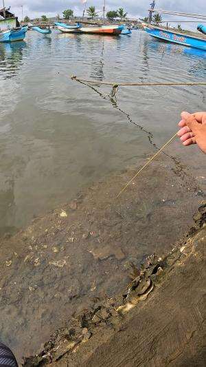 how to catch shrimp super fast and easy #fishing #usa #usareels #UnitedStates #unitedkingdom #denmark #canada