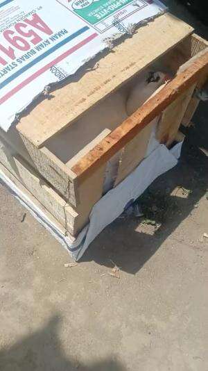 SOLD LAGI!!! Yang jauh Bisa kirim kirim.. yang dekat boleh merapat main ke Kandang