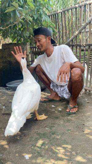 Interaksi sesama makhluk hidupNya bolo.. saling mengasihi walaupun hewan ternak tapi bisa sedekat ini