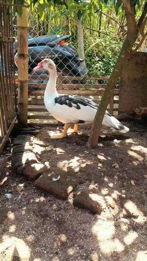 Blorok metalik spek nyeni..