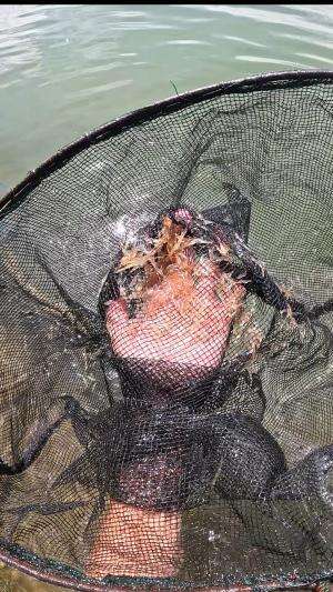 menangkap udang kecil #usa #usareels #newyork #germany #fyp #australia #luksemburg #ingris #belanda #skils #shrimp #fisherman #selandiabaru 