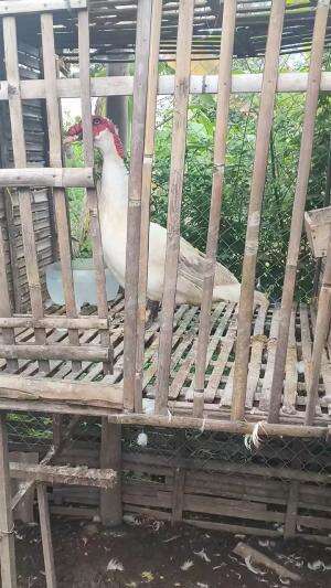 Salah satu trik melihat usia Entok dilihat dari rona merah dikepala ,apalagi bolo? #peternakmuda #menthokjumbo #muscovyduck