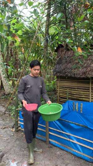 Kurung ikan dikolam terpal