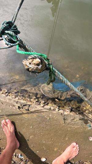 ada banyak udang kecil mengumpul #usa #usareels #newyork #germany #fyp #australia #luksemburg #ingris #belanda #skils #shrimp #fisherman #se