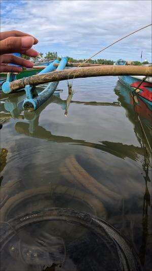 segampang itu nangkap udang #mancing #fishing #shrimp #udang #nelayan #laut #jaring #ikan #reelsviral #animals #skill #fyp #trending