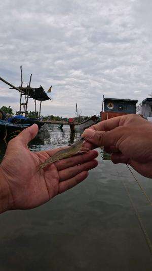 alhamdulillah dapat babon #mancing #fishing #shrimp #udang #nelayan #laut #jaring #ikan #reelsviral #animals #skill #fyp #trending