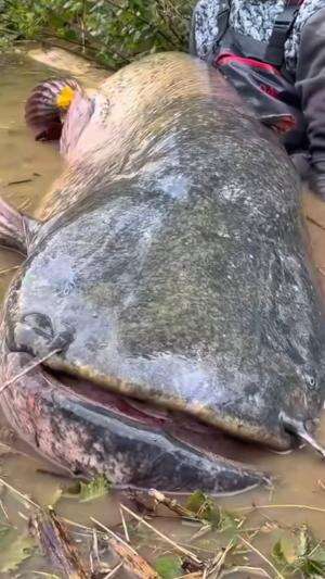 Dihebohkan sama penampakan lele raksasa