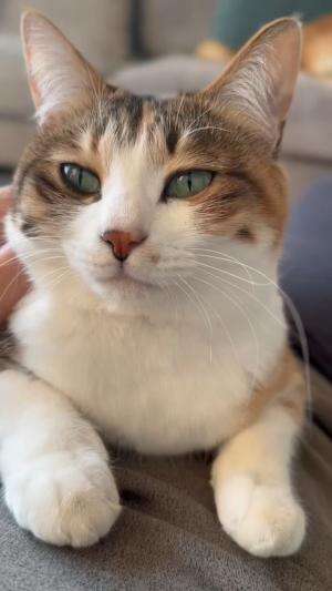 Ternyata Hidung Kucing Itu Kayak Sidik Jari, Loh! 
#FaktaKucing #FaktaUnik #CatFacts #PecintaKucing #FunFact #KontenEdukasi #FYP 