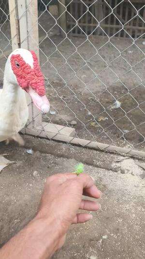 Jangan lupa bahagia dan bersyukur , hobi membawa rezeki #peternakmuda
 #menthokjumbo #muscovyduck