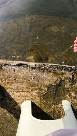 Menangkap Udang Dengan Cara Tradisional