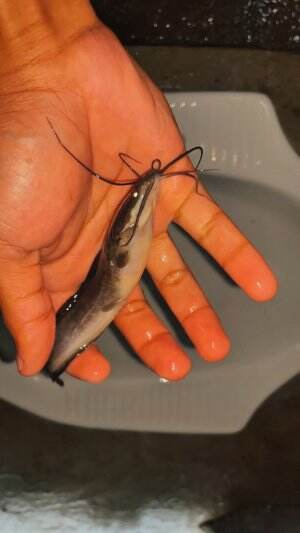 Mancing lele dikloset cepet besar