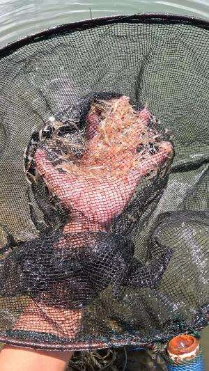 udang rebon kah? #udang #nelayan #laut #jaring #ikan #fbpro #reels #reelsviral #duniaikan #skils #fyp #trending