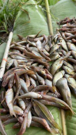 Panen ikan gara gara pakai joran super lentur