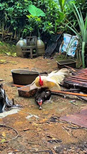 Ayam kate kawin sama entok sampai bertelur