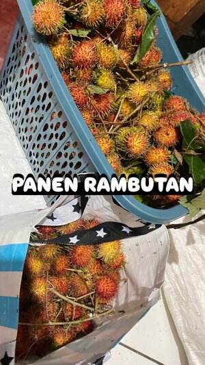 Panen Rambutan di desa🤩 #rctiplus #rcti+ #shortplus #short+ #panen #panenrambutan