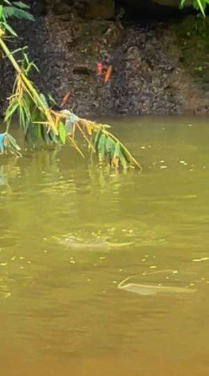 Terlalu ganas sampai joran patah