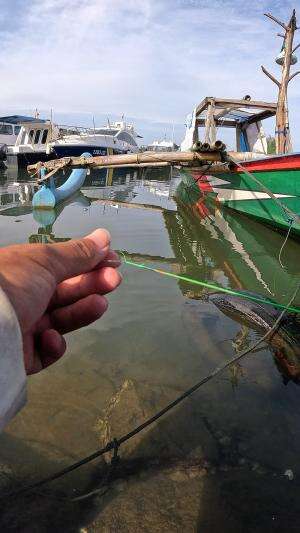 traditional shrimp fishing method #fishing #shrimp #fish #sea #traditional #usareels #UnitedStates #reelsviral #skils #fyp #trending
