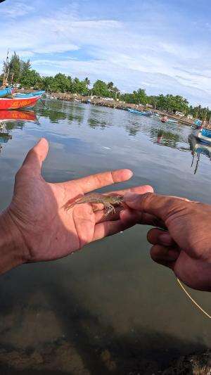 mancing udang gapake lama langsung dapet 