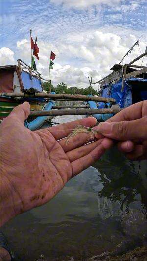 teknik nyantel udang #mancing #fishing #shrimp #udang #nelayan #laut #jaring #ikan #reelsviral #animals #skill #fyp #trending