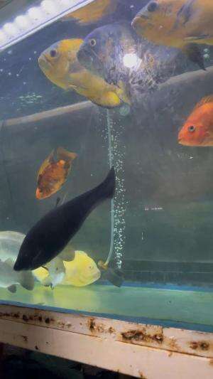 Kasih Makan Ikan Predator #ikan#pet