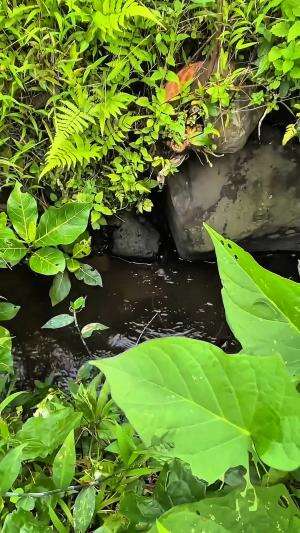 Mancing disungai kecil ikannya mengalir